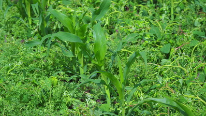 The green corn planting scene shows a vibrant, productive agricultural landscape