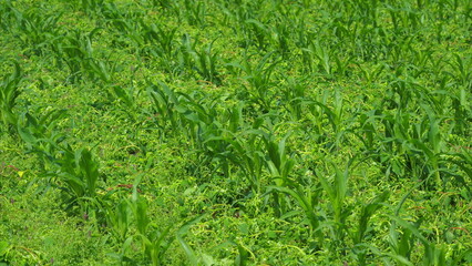 A Beautiful Lush Green Field Filled with Growing Crops Under the Bright Sunlight Above Us