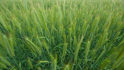 A Lush Green Wheat Field in Full Growth, Thriving Under Bright Sunlight and Fresh Air