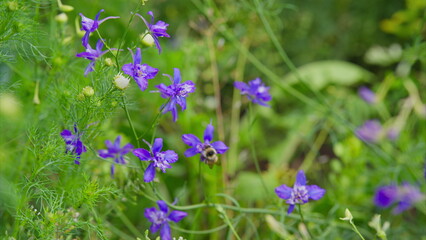 Vivid and Beautiful Purple Wildflowers Flourishing in Natures Scenic Surroundings