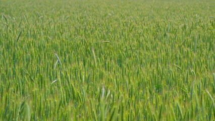 A Lush Green Field Showcased Beautifully Captured in Stunning Natural Light