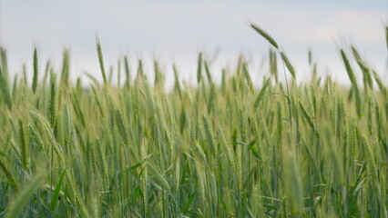A Lush Green Wheat Field Spreading Out Under a Soft Cloudy Sky in the Peaceful Countryside