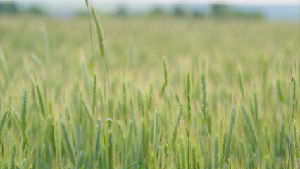 A Beautiful Lush Green Wheat Field Under a Clear Blue Sky During the Warm Summer Months