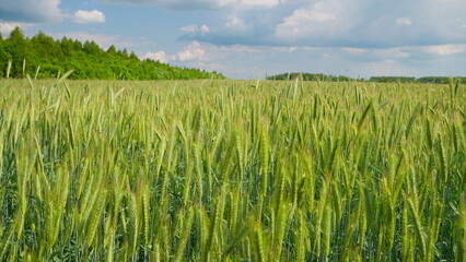 A Beautiful and Vibrant Green Wheat Field Spreading Out Beneath a Cloudy and Overcast Sky