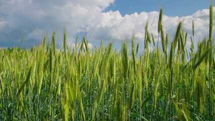 A Beautiful and Lush Green Wheat Field Set Beneath a Clear Blue Sky with Soft White Clouds Above