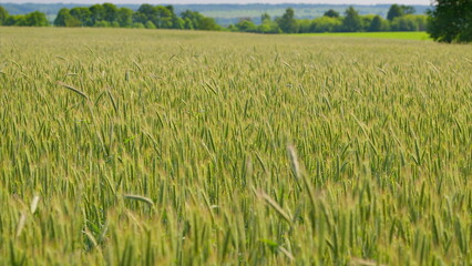 A Beautiful, Lush, and Expansive Green Wheat Field Spreading Vastly Beneath a Clear Blue Sky