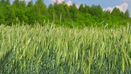 A Lush Green Wheat Field Flourishing Beautifully Under Bright Sunny Skies and Warm Sunshine