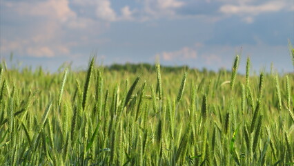 A Beautiful Lush Green Wheat Field Flourishes Under a Bright and Clear Sky Above