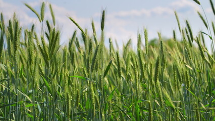 A Beautiful and Lush, Vibrant Green Wheat Field Spread Beneath A Clear and Bright Blue Sky Above