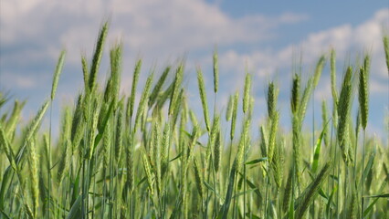 Lush green wheat fields stretch out far and wide under a gorgeous clear blue sky above