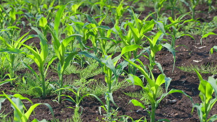 The Vibrant Green Cornfield Represents the Early Growth Stage of a Thriving Crop