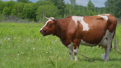 Naklejka premium A Beautiful Brown and White Cow Grazing Serenely in a Lush Green Field in Nature