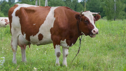 A beautiful Brown and White Cow is Grazing peacefully in a lush Green Field with plenty of grass