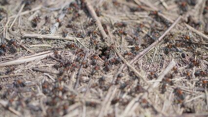 A Busy Ant Colony of Tiny Insects Effectively Working Together on a Natural Ground Environment