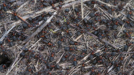 A busy ant colony thrives on the forest ground, showcasing the incredible biodiversity of nature