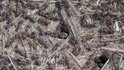 CloseUp Observation of Ants Engaged in Their Cooperative Nest Activities and Tasks