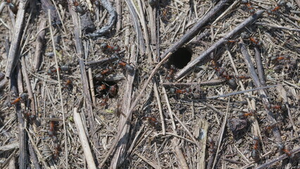 Observing Busy Ants in Their Natural Habitat While Actively Gathering Food Resources