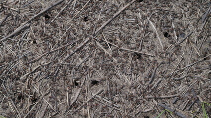 Natural Ground Texture Featuring Sticks and Ants Holes that Create an Intriguing Landscape