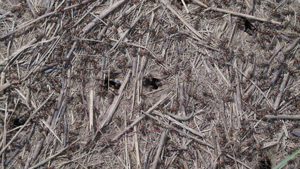 A Detailed CloseUp of the Forest Ground, which is Covered with Twigs and Active Ants
