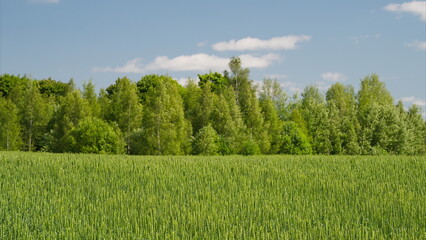 A Vibrant Green Field Surrounded by Trees Beneath a Beautifully Clear Blue Sky Above
