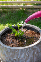 Watering the dahlia flower growing ceramic pot using a watering can.