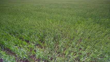 A Lush Green Crop Field Flourishing During the Growing Season of the Year with Abundant Nature
