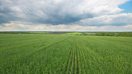 Naklejka premium Expansive Lush Green Fields Stretching Underneath a Dramatic and Captivating Sky