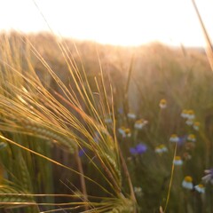 field of wheat