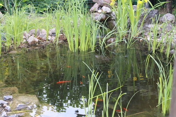 wild duck in the pond