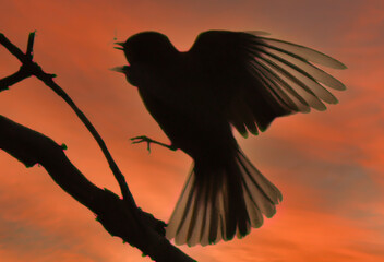 Pinson des arbres en vol sur le point de capturer un coléoptère en vol à la nuit tombante