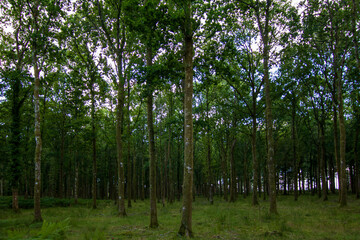 Fototapeta premium A view of a thick lush forest on a secluded hiking trail in the New Forest National Park during late summer afternoon.