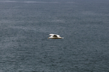 seagull in full flight