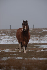 horse in a field
