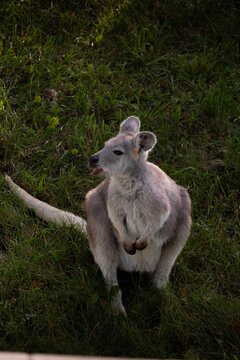 wallaroo in the park