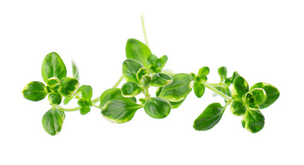 Fresh thyme sprig isolated on white background. Lemon thyme or Thymus citriodorus. Medicinal and...