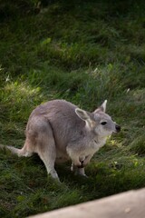 wallaroo in the grass