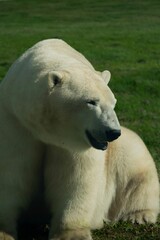 white polar bear