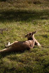 wallaroo in the sun