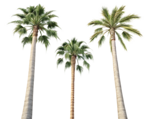 A view of three palm trees with green fronds and tall trunks against a black background in daylight
