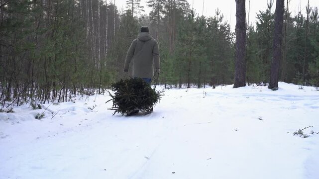 4k, back view - a man in winter clothes drags a sled with a Christmas tree tied to it to prepare for the new year.