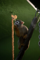 spider monkey in the zoo