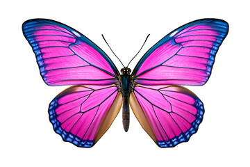 Pink and blue butterfly isolated on white background for spring nature and colorful design themes
