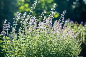 Catnip plant growing in sunny meadow garden. Nepeta cataria feline attractant herb, natural...