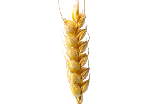 Wheat spikelet isolated on white background for organic farming grain and agriculture visuals
