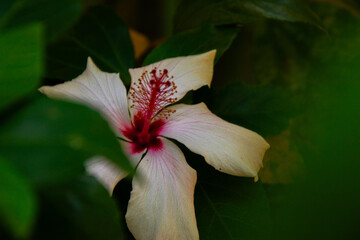 pink lily in the garden