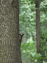 squirrel on a tree