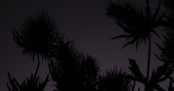 Dark mysterious Sea Holly Thistles Silhouettes sliding over abstract background with parallax effect