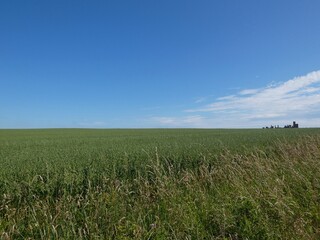 lush green oat field under a clear blue summer sky.