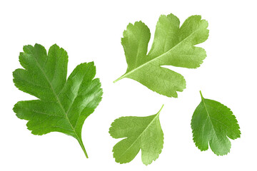 Green leaves of hawthorn berries isolated on white background. Top view. Flat lay.