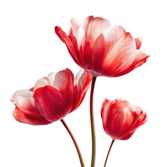 Fototapeta premium Close-up of three vibrant red and white tulips
